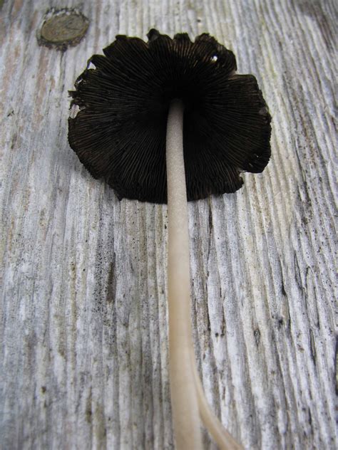 Southeast Alaska Please Help Identify Mushroom Hunting And
