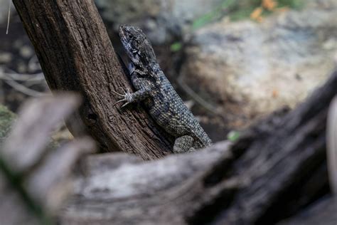 Northern Curly Tailed Lizard Marwell Zoo