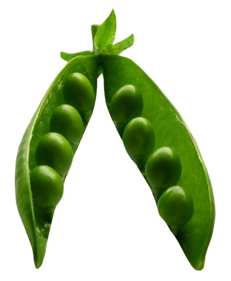 Pea PNG Image PurePNG Free Transparent CC PNG Image Library