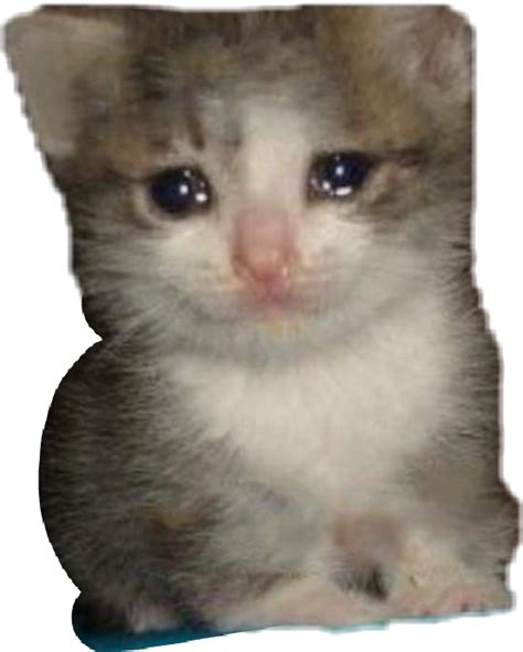 Meme Crying Kitty Cat Cute Dank Freetoedit