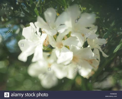 Flower Close Up White Oleander Stockfotos Und Bilder Kaufen Alamy