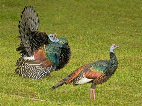 Ocellated Turkey Meleagris Ocellata Endemic To The Yucatan