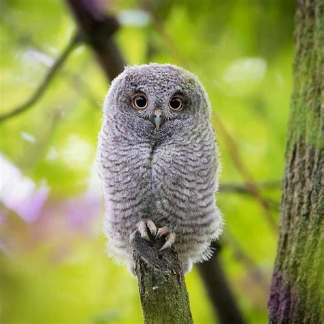 Fluffy Baby Owl Raww