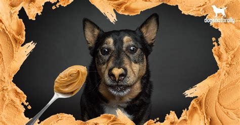Can Peanut Butter Be Bad For Dogs Sales And Deals