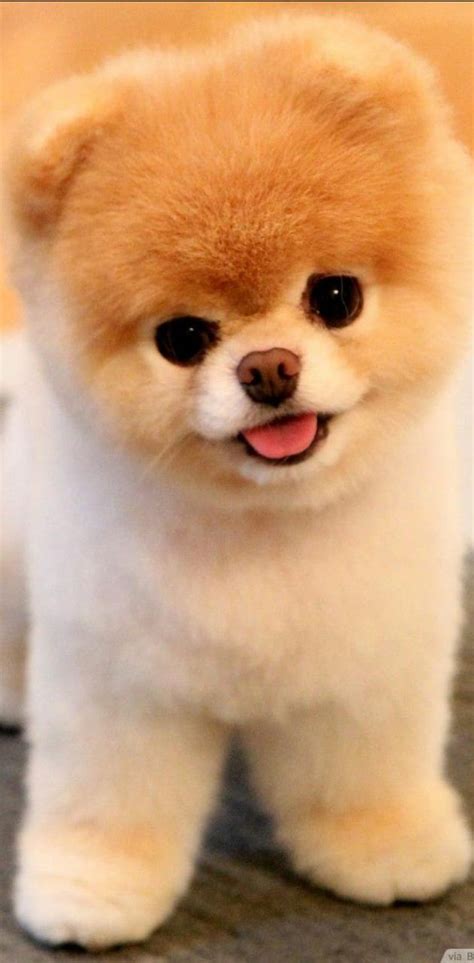 Super Cute Puppy Super Cute Puppies Hd Phone Wallpaper Pxfuel