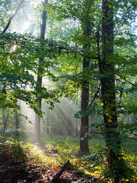 Free Images Tree Nature Light Wood Sun Fog Sunlight Morning