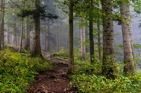 Misty Morning In The Forest Val De Travers Switzerland Oc