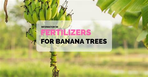 Banana Tree Fertilizer Tips For Biggest Yields Sumo Gardener