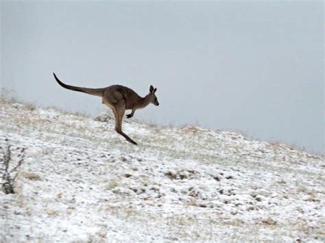 Australia Snow Subtropical State Hit By Surprise