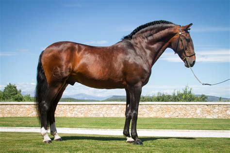 Nativo Lusitanian Stallion Andalusian Horse Friesian Horse Most