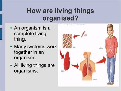 The Organisation Of Living Things And Kingdoms