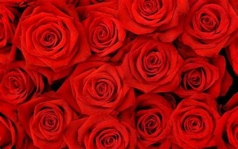 Red Roses Hd Wallpaper Wallpapers In Blog