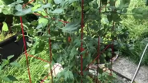 Organic Gardening Tour No Till Earthbox Chili Peppers Tomatoes