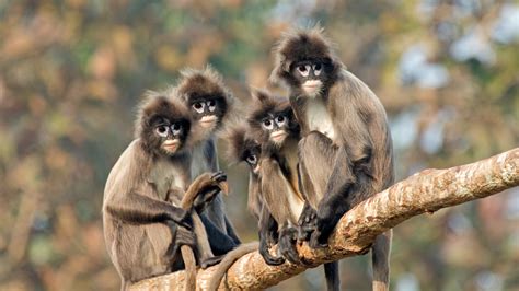 A Troop Of Monkeys The Funkiest Monkeys Nature