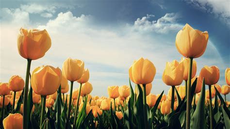 Tulip Flowers Wallpaper Pixelstalknet