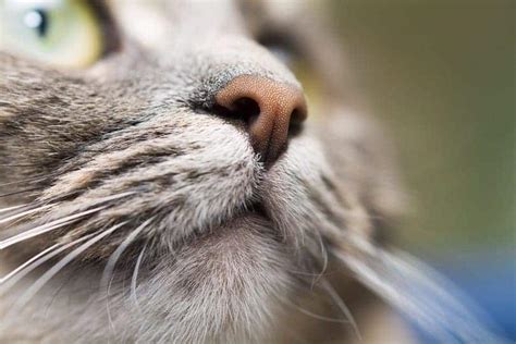 14 Smells That Cats Hate A Comprehensive Guide Catster