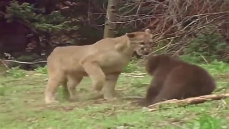 Live golden lions vs pumas rugby here. Mountain Lion is King But Fail! Mother Bear Save Her Baby ...