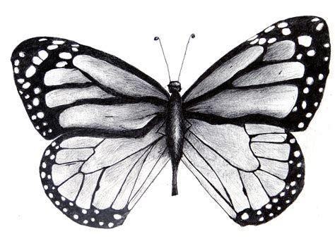 Butterfly Drawing With Black Background