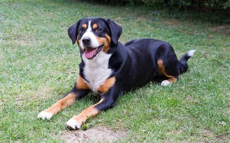 entlebucher mountain dog dog breed complete guide az animals
