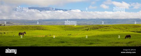 Ranch Land Waimea Kamuela Island Of Hawaii Stock Photo Alamy
