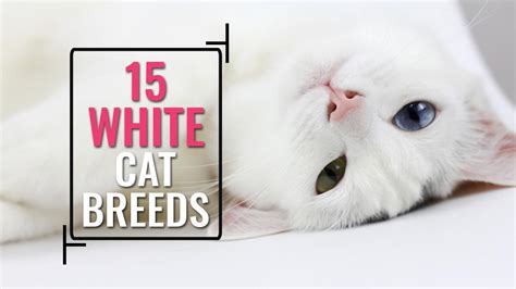 15 White Cat Breeds With Complete Breed Information Petmoo