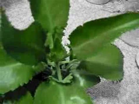 Kreatif projeleriniz için 4k ve hd 46 pregnant onion stok video klibi. pregnant plant - YouTube