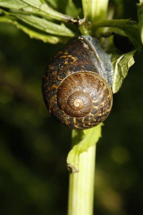 Nmrl H Aspersa Garden Snail Helix Aspersa At The National Flickr
