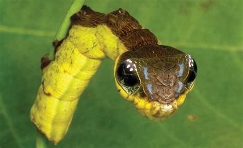 Without special care, such animals usually die early because they have difficulty escaping predators and foraging for food, dr kleopfer, from the virginia. This caterpillar can turn itself into a snake! ⋆ The ...