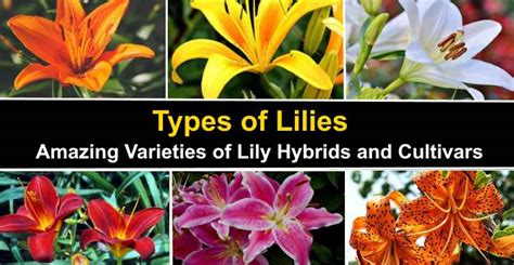30 Types Of Lilies List Of Lily Hybrids And Lily Cultivars Pictures