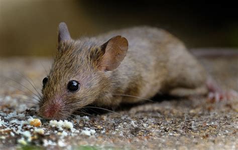 The Most Common Types Of Household Rodents Pest Control