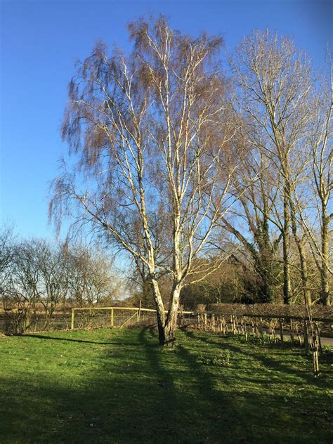 Notes from a Suffolk Smallholding: I enjoy silver birch trees