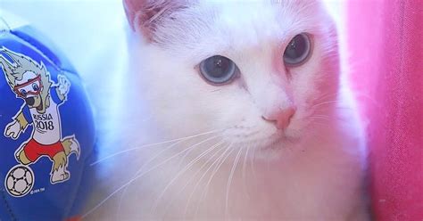 for world cup opener psychic cat predicts winner fur real cnet