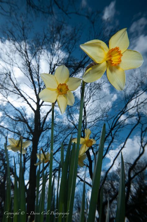 Daren Cole Photography Daffodils And Sky