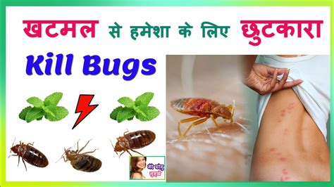 Kill Bugsbed Bugs Treatmentbedbugs On Mattress Home Remedies By Mere