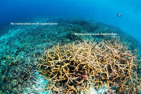 Reef Restoration Resilience Reef Ecologic