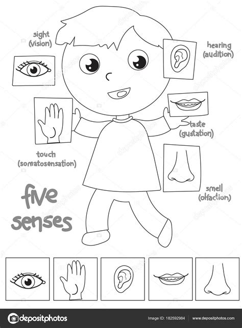 Cinco sentidos niño para colorear ilustración Vector de stock por