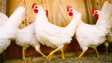 Us Approves Chinese Chicken Exports To Americasort Of