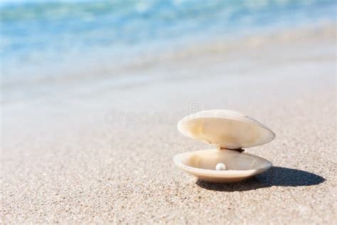 Sea Shell With Pink Pearl On The Sandy Beach Stock Image Image Of
