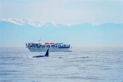 10 Things To Know About Whale Watching In Vancouver The Best Tours