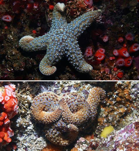 Sanctuaries Without Stars The Sea Star Wasting Syndrome