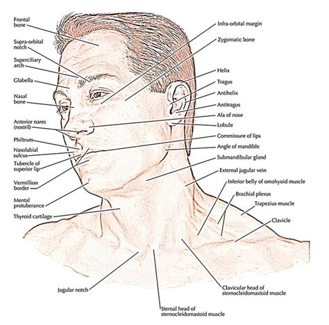 Surface Anatomy Of Face Anatomy Book