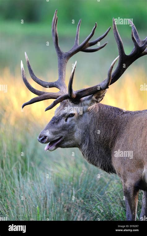 Red Deer Antlers Antler Cervid Cervus Elaphus Deer Stag Stags Hoofed