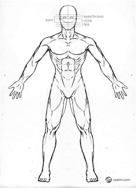 Human Anatomy Drawing At GetDrawings Free Download