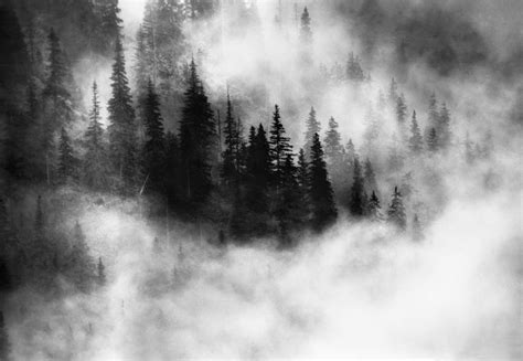 Black And White Forest Wallpaper 2000x1380 Download Hd Wallpaper