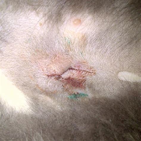 Bite wounds from cat to cat are the main avenue of transmission of some serious feline infections, including feline immunodeficiency virus (fiv) and feline leukaemia virus (felv). After Surgery Care For Cats - Postoperative Care | Pets In ...