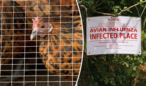 Chickens Culled After H5n8 Bird Flu Is Detected On Uk Farm Nature