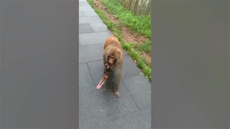 Adorable Baby Monkeys 🙊 Monkey Lyly 😍 Tik Tok Animals85 Youtube