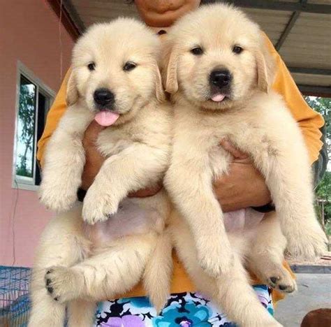 Maybe you would like to learn more about one of these? golden retriever puppies for adoption | Listings