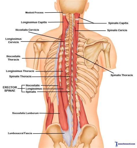 The trapezius is large and flat and is the most superficial muscle of the upper back. Upper Back and Neck Muscles | The Erector Spinae Muscles ...