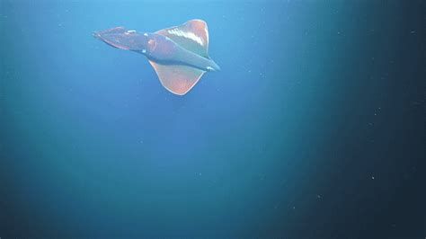 Incredible 4k Video Of Deep Sea Life In The Ningaloo Canyons